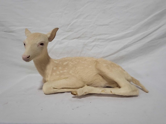 ALBINO FAWN TAXIDERMY MOUNT