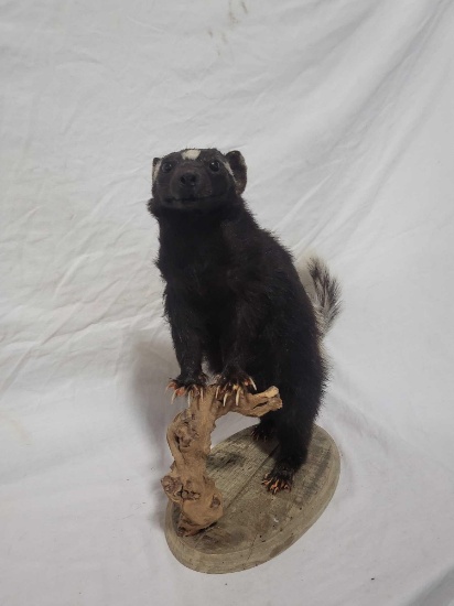 AUSTRALIAN SKUNK TAXIDERMY MOUNT