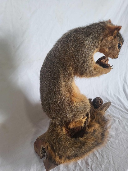 FOX SQUIRREL TAXIDERMY MOUNT