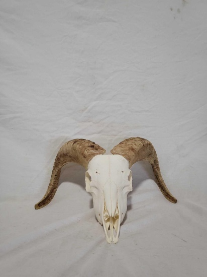 EUROPEAN SKULL AND HORN TAXIDERMY MOUNT