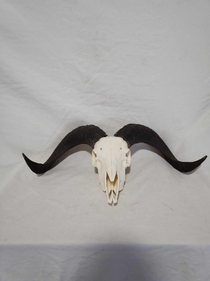 EUROPEAN SKULL AND HORN TAXIDERMY MOUNT