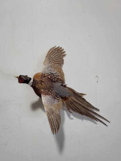 RINGNECK PHEASANT TAXIDERMY MOUNT