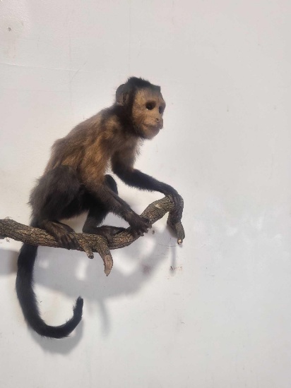 MACAQUES MONKEY TAXIDERMY MOUNT