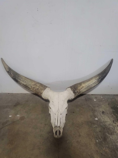 BIG WATUSI SKULL AND HORN EUROPEAN STYLE TAXIDERMY MOUNT