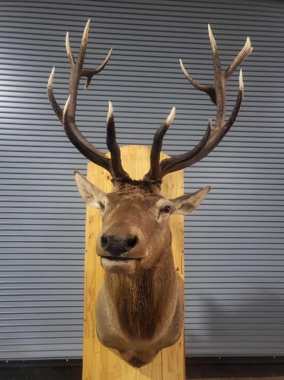 ELK TAXIDERMY SHOULDER MOUNT