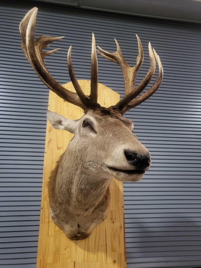 RED STAGG TAXIDERMY SHOULDER MOUNT