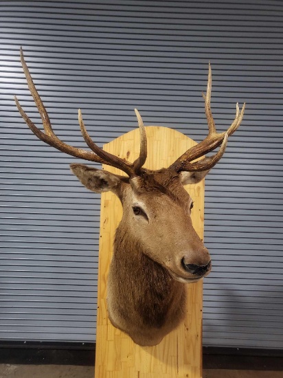 ELK TAXIDERMY SHOULDER MOUNT