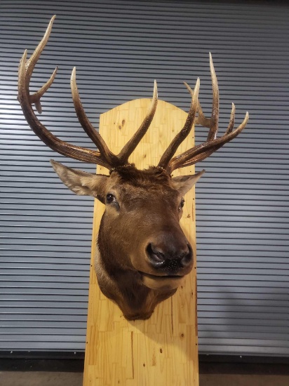 ELK TAXIDERMY SHOULDER MOUNT