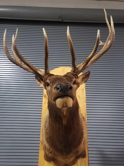 ELK TAXIDERMY SHOULDER MOUNT