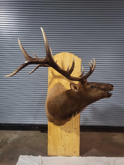 ELK TAXIDERMY SHOULDER MOUNT