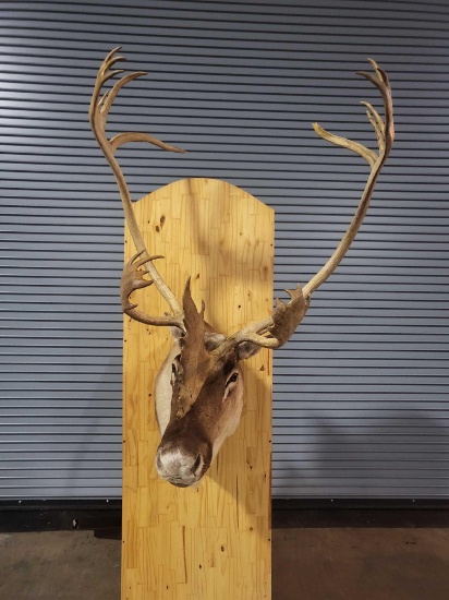 CARIBOU TAXIDERMY SHOULDER MOUNT