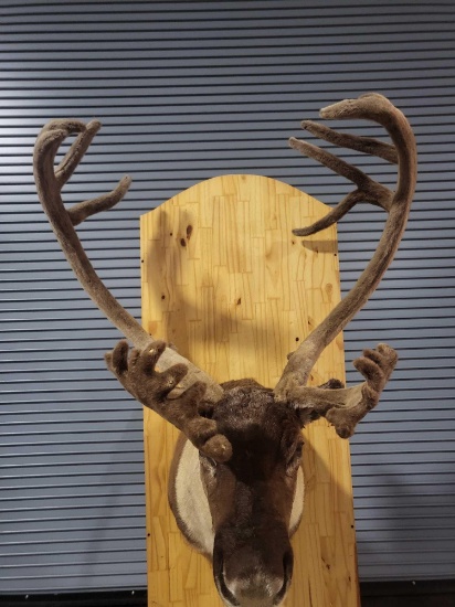 CARIBOU TAXIDERMY SHOULDER MOUNT