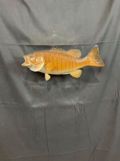 Bass Fish