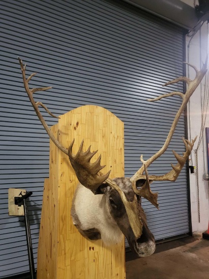 CARIBOU TAXIDERMY SHOULDER MOUNT