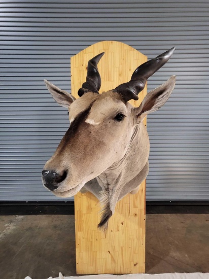 AWESOME ELAND TAXIDERMY SHOULDER MOUNT