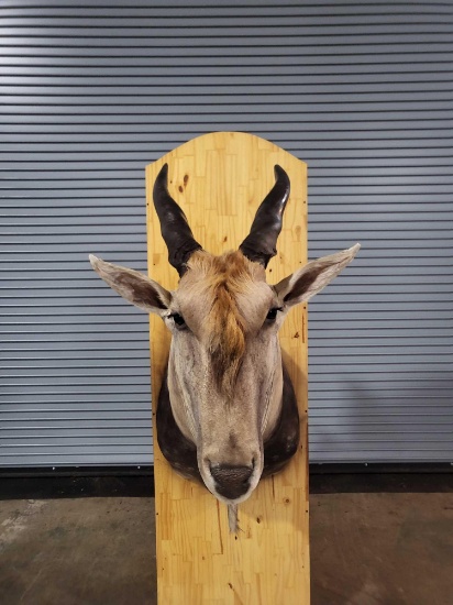 IMPOSING ELAND TAXIDERMY SHOULDER MOUNT