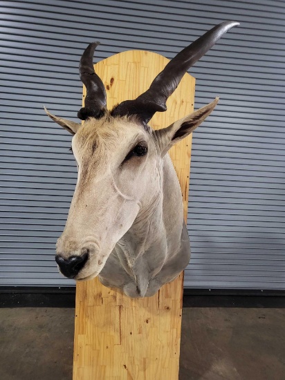 MAGNIFICENT ELAND TAXIDERMY SHOULDER MOUNT