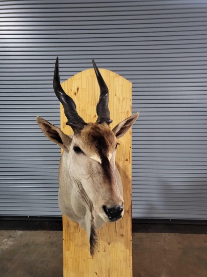 ELAND TAXIDERMY SHOULDER MOUNT