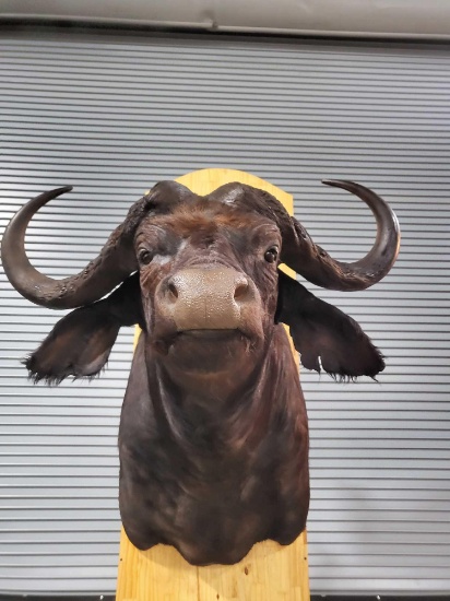 CAPE BUFFALO TAXIDERMY SHOULDER MOUNT
