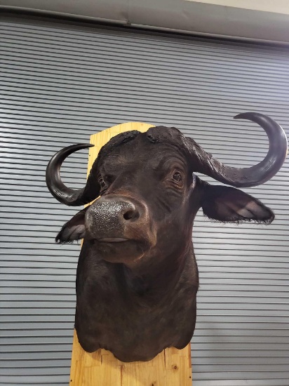 CAPE BUFFALO TAXIDERMY SHOULDER MOUNT