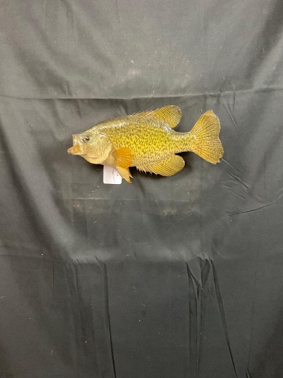 Crappie Fish