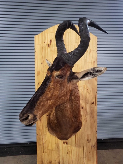 HARTEBEEST TAXIDERMY SHOULDER MOUNT