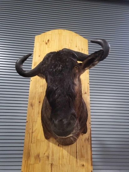 BLUE WILDEBEEST TAXIDERMY SHOULDER MOUNT
