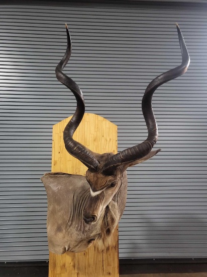 SUPER NICE GREATER KUDU TAXIDERMY SHOULDER MOUNT