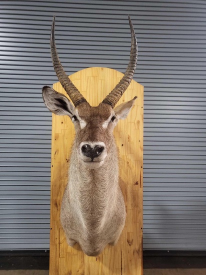 IMPRESSIVE WATERBUCK TAXIDERMY SHOULDER MOUNT