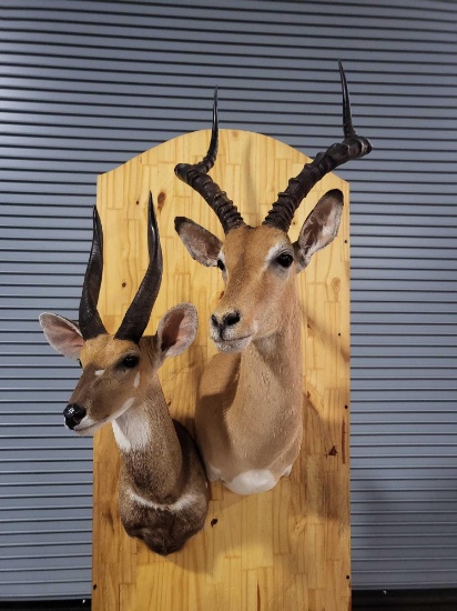 IMPALA/BUSH BUCK TAXIDERMY SHOULDER MOUNTS