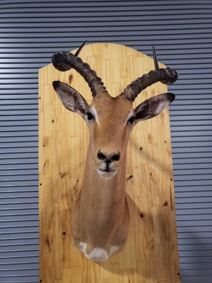 STUNNING IMPALA TAXIDERMY SHOULDER MOUNT