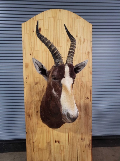 RARE - BONTEBOK TAXIDERMY SHOULDER MOUNT - OHIO RESIDENTS ONLY