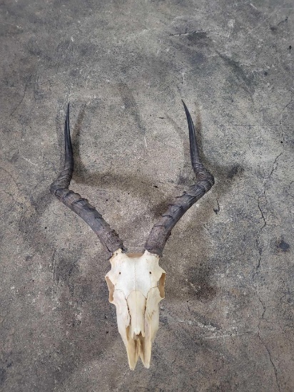 IMPALA SKULL TAXIDERMY MOUNT
