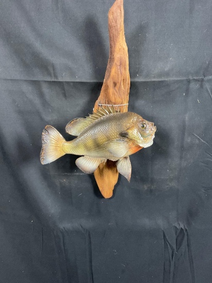 Blue Gill Fish