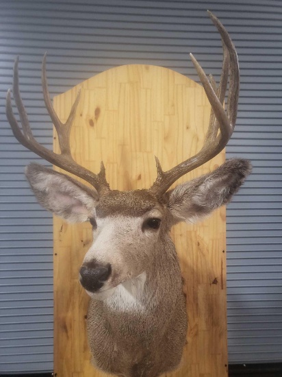 MULE DEER TAXIDERMY SHOULDER MOUNT