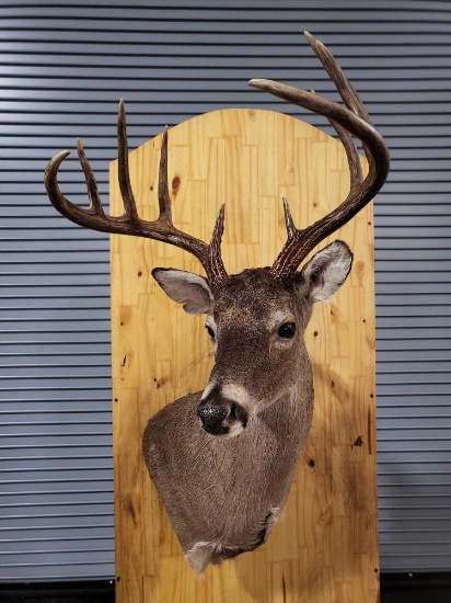 WHITETAIL DEER TAXIDERMY SHOULDER MOUNT