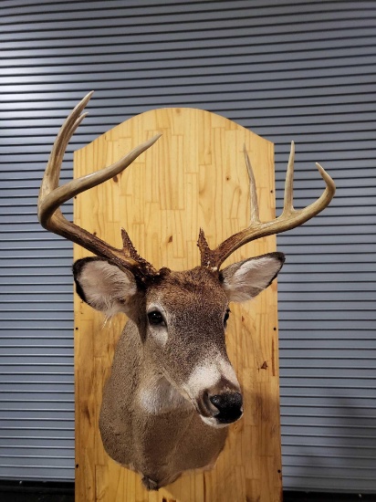 WHITETAIL DEER TAXIDERMY SHOULDER MOUNT