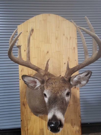 WHITETAIL DEER TAXIDERMY SHOULDER MOUNT