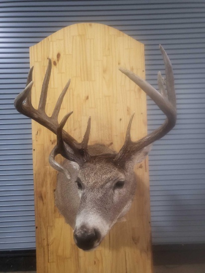 WHITETAIL DEER TAXIDERMY SHOULDER MOUNT