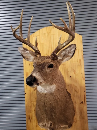 WHITETAIL DEER TAXIDERMY SHOULDER MOUNT