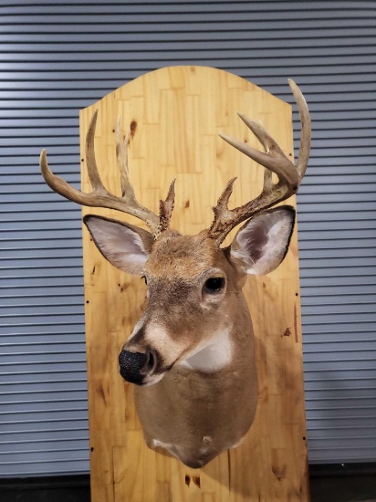 WHITETAIL DEER TAXIDERMY SHOULDER MOUNT