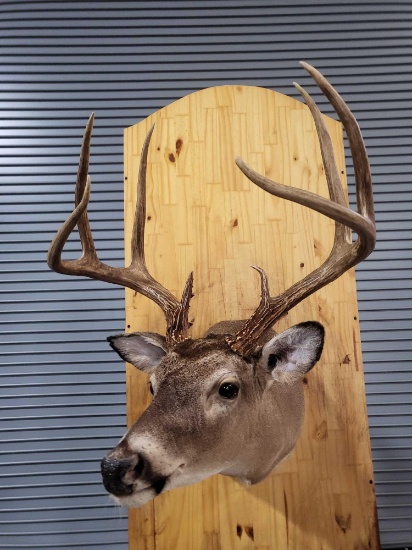 WHITETAIL DEER TAXIDERMY SHOULDER MOUNT