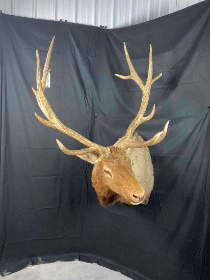 Elk Shoulder Mount