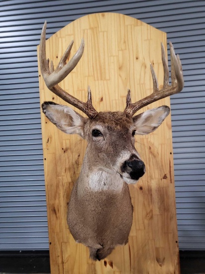WHITETAIL DEER TAXIDERMY SHOULDER MOUNT