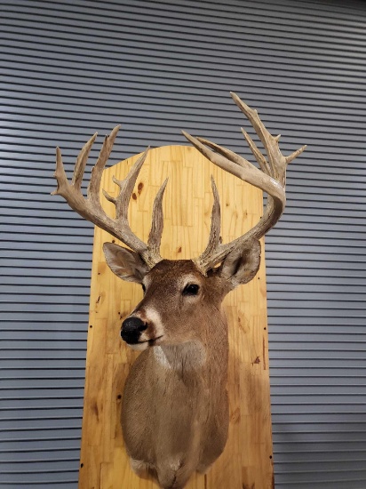 WHITETAIL DEER TAXIDERMY SHOULDER MOUNT