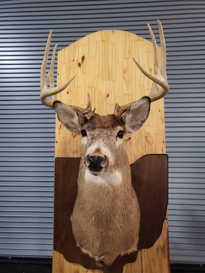 WHITETAIL DEER TAXIDERMY SHOULDER MOUNT