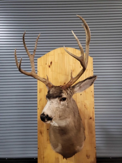 MULE DEER TAXIDERMY SHOULDER MOUNT