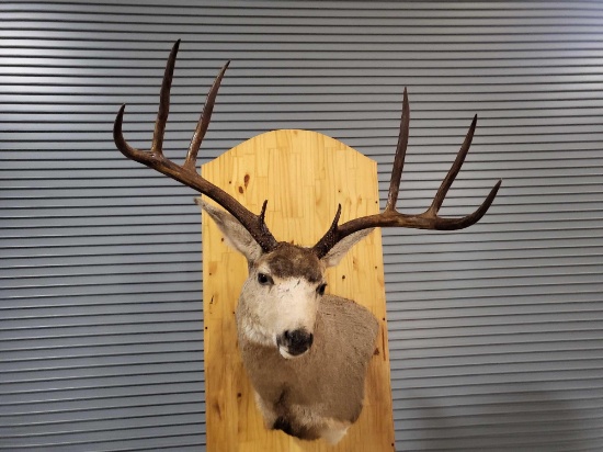 MULE DEER TAXIDERMY SHOULDER MOUNT