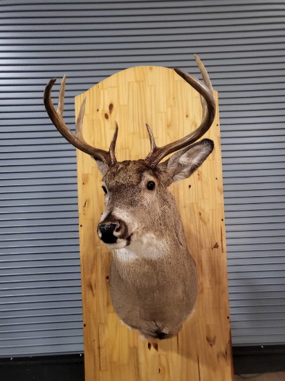 WHITETAIL DEER TAXIDERMY SHOULDER MOUNT