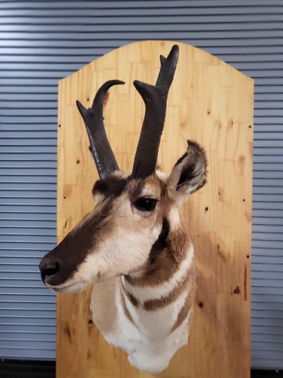 PRONGHORN ANTELOPE TAXIDERMY SHOULDER MOUNT